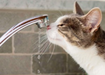 Води буде менше: в Києві запровадили тривалі відключення