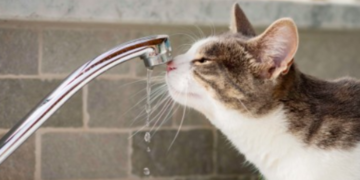 Води буде менше: в Києві запровадили тривалі відключення