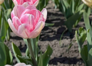 Аромати весняного Києва: які квіти вже розцвіли, – ФОТО