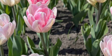 Аромати весняного Києва: які квіти вже розцвіли, – ФОТО