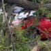 Шквальний вітер у столиці вже нищить авто: перші наслідки негоди в Києві
