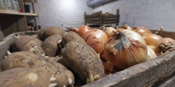 Аграрии выбрасывают выращенный урожай: на оккупированных территориях разразился кризис в сельском хозяйстве