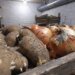 Аграрии выбрасывают выращенный урожай: на оккупированных территориях разразился кризис в сельском хозяйстве
