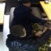 Депутат с сыном избили посетителя кафе — один скрывается, второй идёт в суд