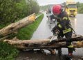 Из-за сильного ветра в Украине поваленные деревья затруднили движение транспорта. ФОТО