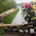 Из-за сильного ветра в Украине поваленные деревья затруднили движение транспорта. ФОТО