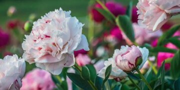 Куди піти у Києві на вихідних 23-24 травня