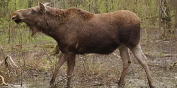 На Черниговщине браконьеры убили лося из Красной книги