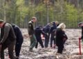 Замість мін: на Київщині відроджують ліси після окупації
