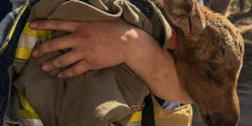 Символ надії: у зоні Чорнобильського лісу дивом врятували тварину, – ФОТО