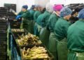 ВПО “дешевші” втричі, але бізнес обирає мігрантів: у чому парадокс
