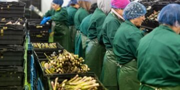 ВПО “дешевші” втричі, але бізнес обирає мігрантів: у чому парадокс