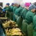 ВПО “дешевші” втричі, але бізнес обирає мігрантів: у чому парадокс