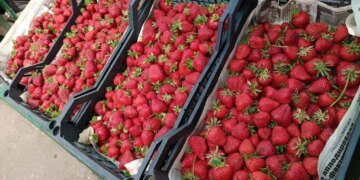 Полуничний сезон у Києві: коли чекати справді солодку ягоду