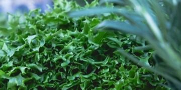 У Києві перекриють десятки локацій через ярмарки: повний список