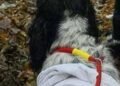 Диво медицини: у Києві повернули до життя 16-річного собаку