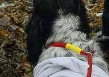 Диво медицини: у Києві повернули до життя 16-річного собаку
