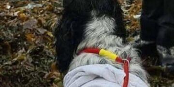Диво медицини: у Києві повернули до життя 16-річного собаку