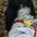 Диво медицини: у Києві повернули до життя 16-річного собаку