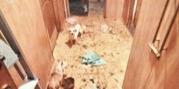 У Києві жінку, яка тримала у квартирі вовка та лисицю, судитимуть за жорстоке поводження з тваринами. Їй загрожує три роки за ґратами