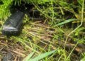 Застрелив двох людей та намагався втекти – у Києві затримали працівника СТО з Грузії