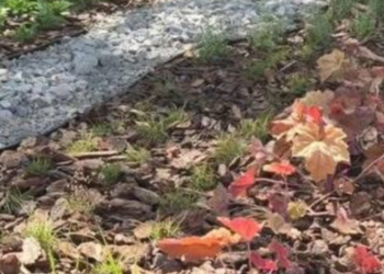 Еко-новинка в Києві: озеленювачі створюють дощові сади, – ФОТО