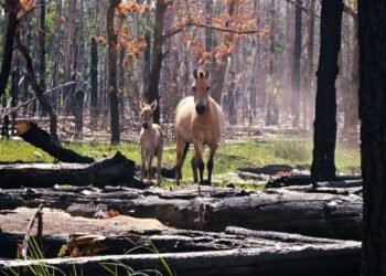 Нове життя у Чорнобильській зоні: у рідкісних коней Пржевальського з’явилося потомство