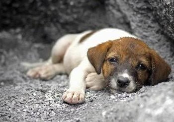 Балкон став пасткою смерті: у Києві загинула собака