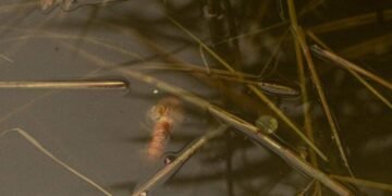Вода під загрозою: у Києві шостий день ліквідовують наслідки забруднення