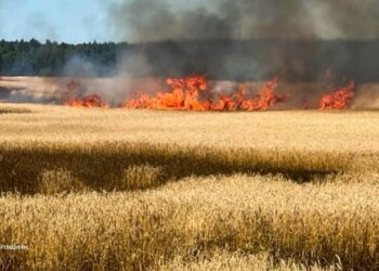 Пшеничное поле, дома, грузовик: что пострадало в Черниговской области от атак дронов. ФОТО