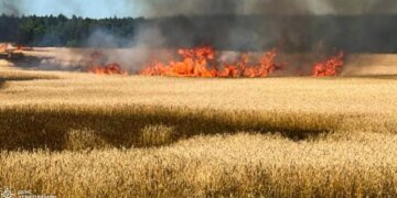 Пшеничное поле, дома, грузовик: что пострадало в Черниговской области от атак дронов. ФОТО