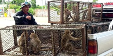 В Таиланде обезьяны сбежали из приюта и напали на полицию