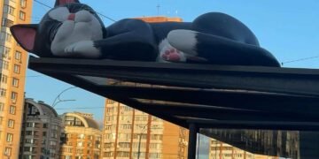 Чому на зупинках Києва з’явилися величезні коти: у КМДА дали відповідь