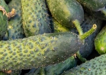 Масштабна ярмаркова активність у Києві: що відомо про локації