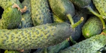 Масштабна ярмаркова активність у Києві: що відомо про локації