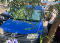 Зелені зони Києва в небезпеці: що псує сади і парки, – ФОТО