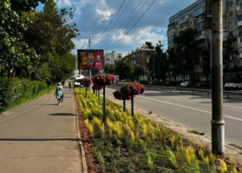Рожева краса Києва: озеленювачі висадили сотні квітів, – ФОТО
