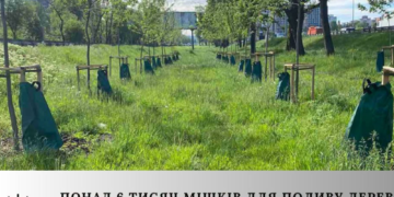Екологічна інновація: як у Києві рятують дерева від спеки, – ФОТО