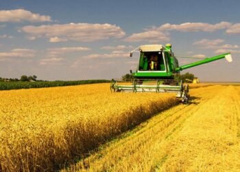 Жнива на Київщині набирають обертів: які райони вже стали лідерами зі збору врожаю