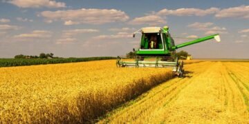 Жнива на Київщині набирають обертів: які райони вже стали лідерами зі збору врожаю
