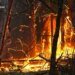 В Черкасской области лесной пожар охватил уже 100 гектаров. ФОТО