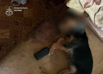 Сусіди почули скавуління: у Києві собаку викинули з четвертого поверху