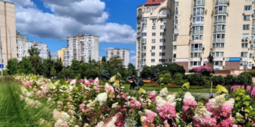 Квітуча краса в Києві: неймовірні кадри рясного цвітіння гортензій, – ФОТО, ВІДЕО