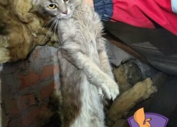 Застрягла в трубі й кликала на допомогу: рятувальниці влаштували спецоперацію заради кішки