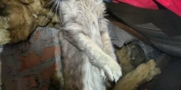 Застрягла в трубі й кликала на допомогу: рятувальниці влаштували спецоперацію заради кішки