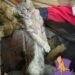 Застрягла в трубі й кликала на допомогу: рятувальниці влаштували спецоперацію заради кішки