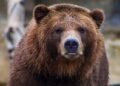 У Чорнобильській зоні після пожежі знайшли сліди величезного хижака: він знову повернувся