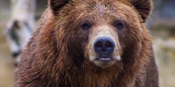 У Чорнобильській зоні після пожежі знайшли сліди величезного хижака: він знову повернувся