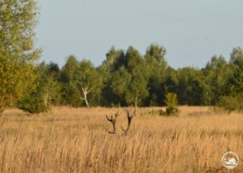 Чорнобильську зону захоплює рослина-чужинець: зупинити її можуть дикі корови