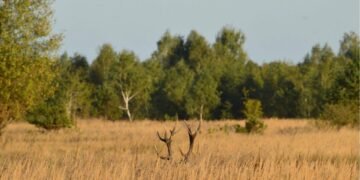 Чорнобильську зону захоплює рослина-чужинець: зупинити її можуть дикі корови